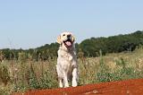 GOLDEN RETRIEVER 216